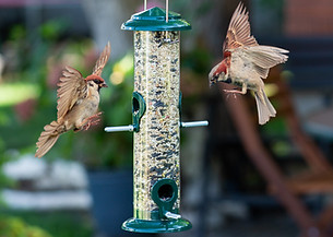 How to Stop Rats When Feeding Birds