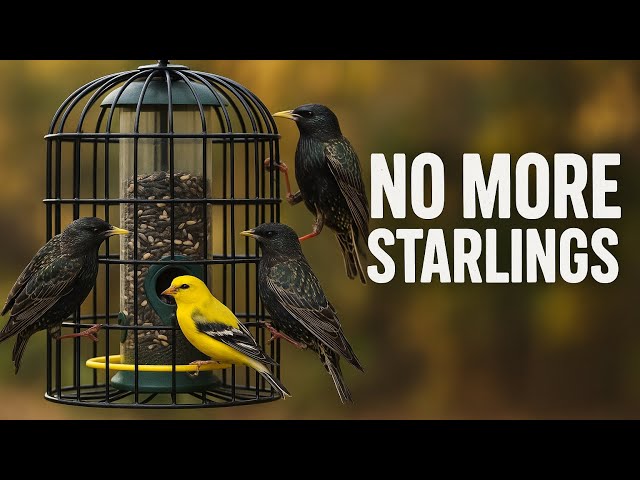 How to Stop Starlings on Bird Feeder