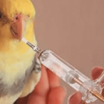 How to Syringe Feed a Sick Bird