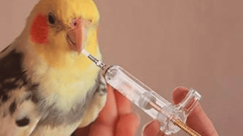 How to Syringe Feed a Sick Bird
