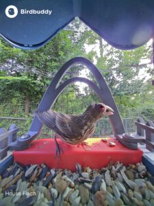 How to Tell If Bird at Feeder is Sick