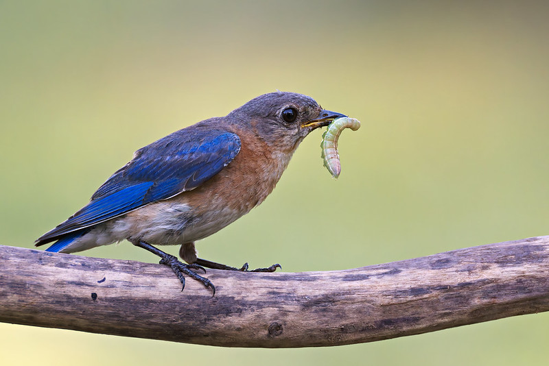 How to Tell If Blue Bird Fledging Behavior