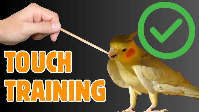 How to Train a Pet Bird Not to Bite
