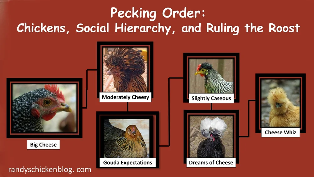 How to Train Herding Behavior in Birds
