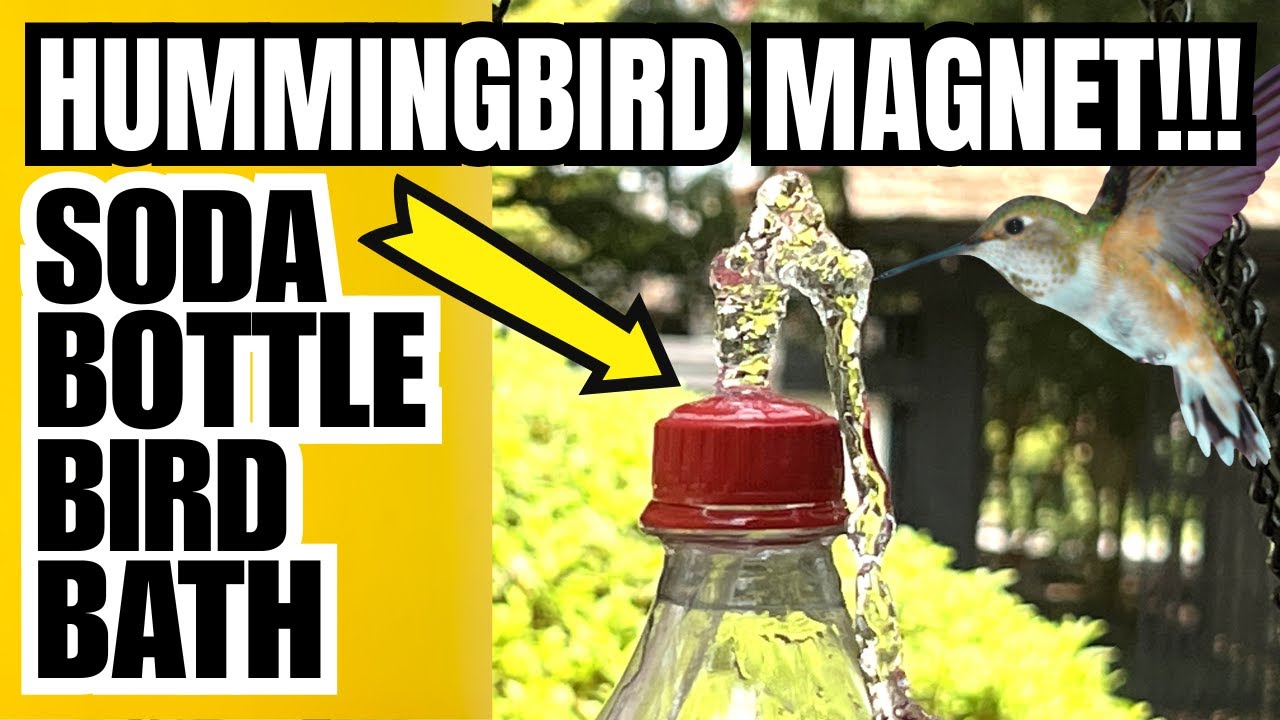 How To.Make a Heated Bird Feeder Hummingbird