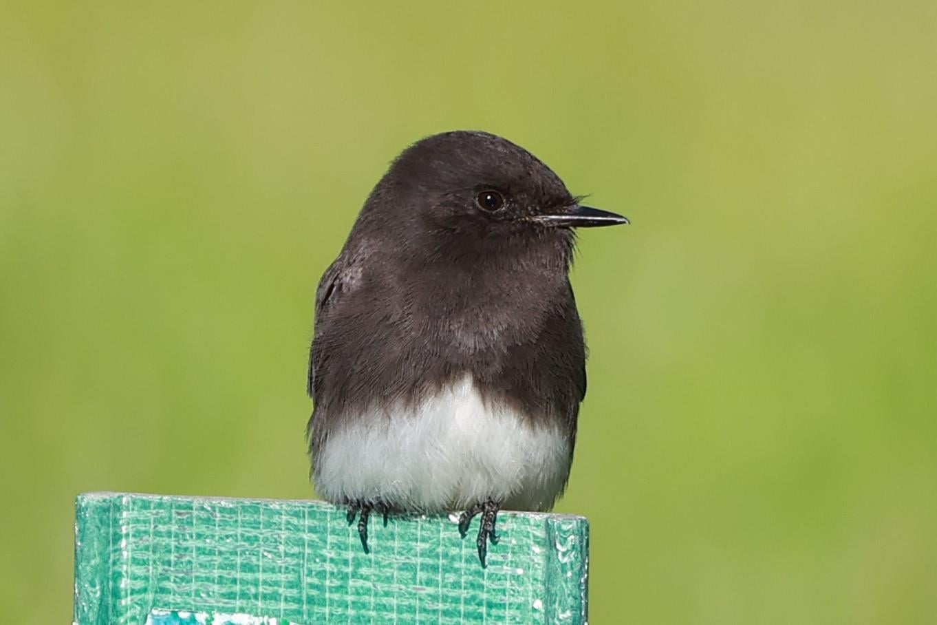 Is 400Mm Enough for Bird Photography