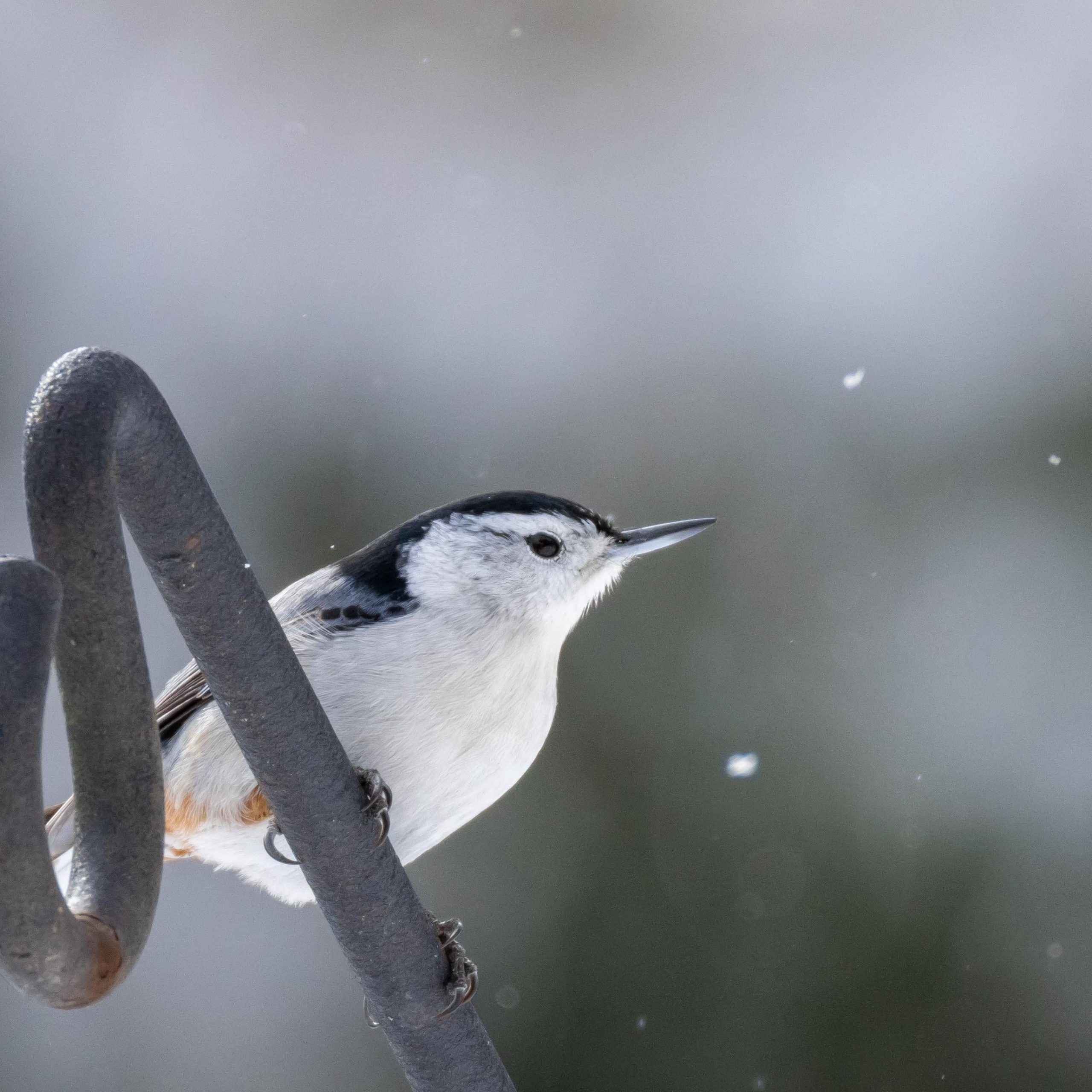 Is 500Mm Enough for Bird Photography