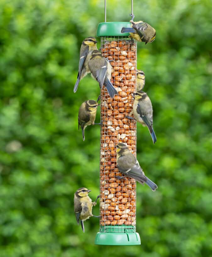Is a Peanut Butter Bird Feeder Healthy