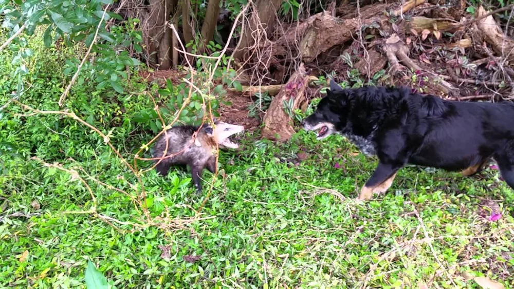 Is Bird Feed Harmful to Dogs