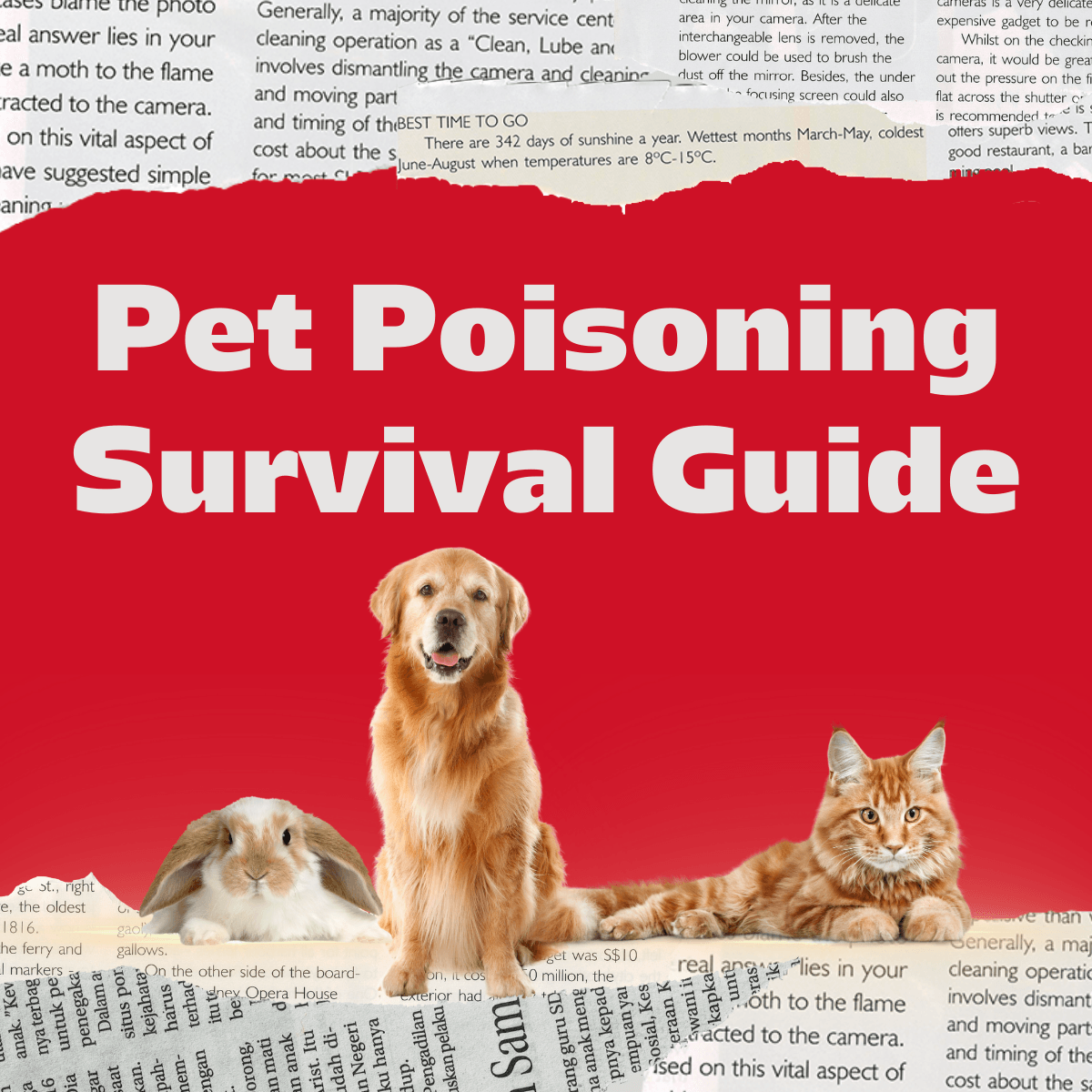 Is Bird Feed Toxic to Dogs