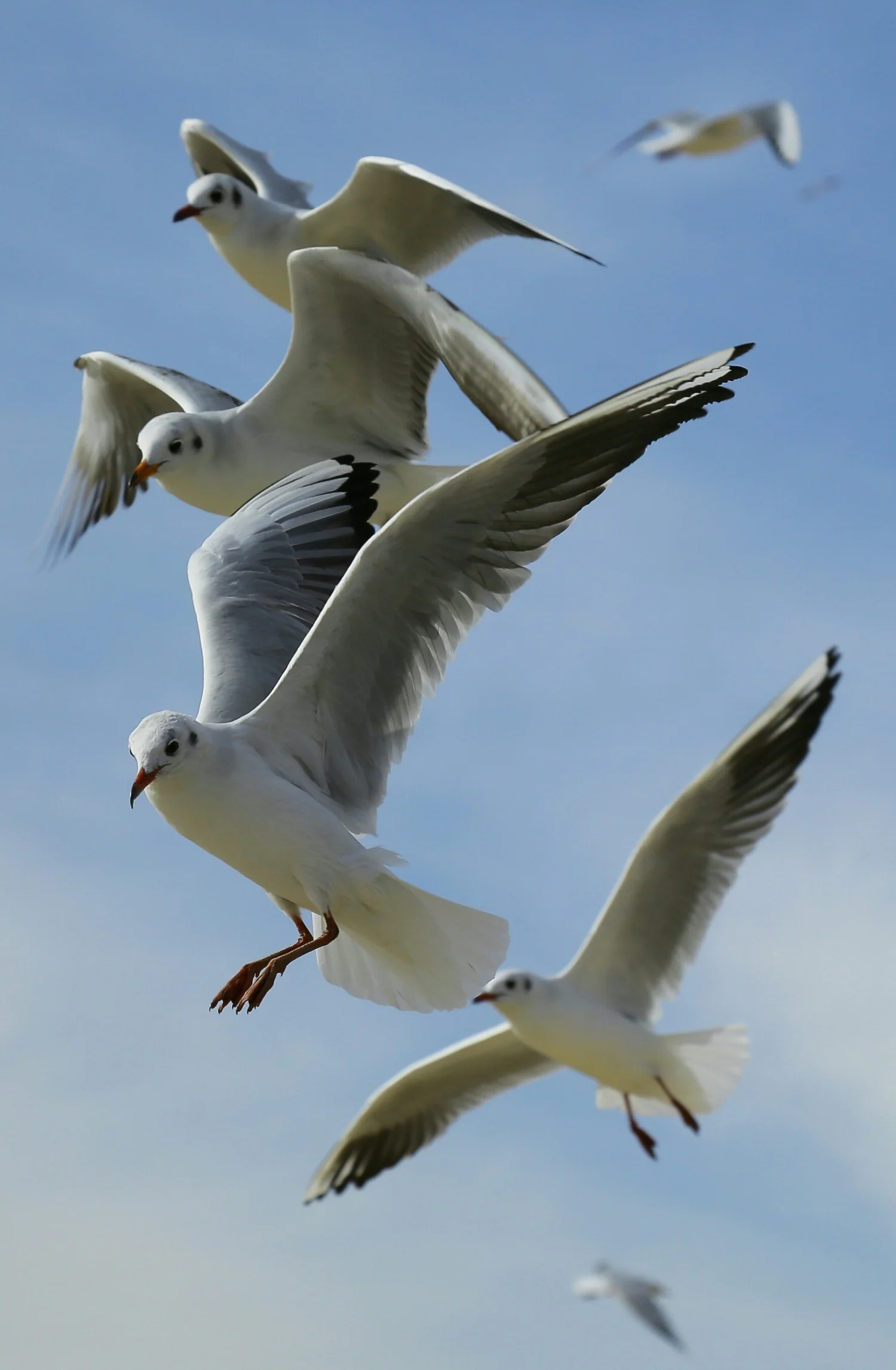 Is Flying a Learned Behavior for Birds