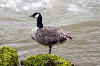 Is It Dangerous to Feed Bread to Birds