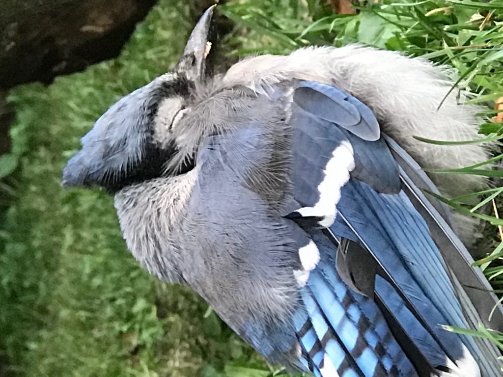 Is It Illegal in Nh to Feed the Birds