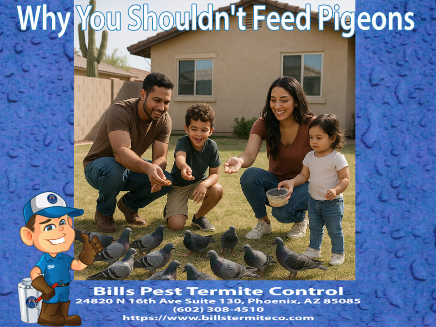 Is It Illegal to Feed Birds in Arizona