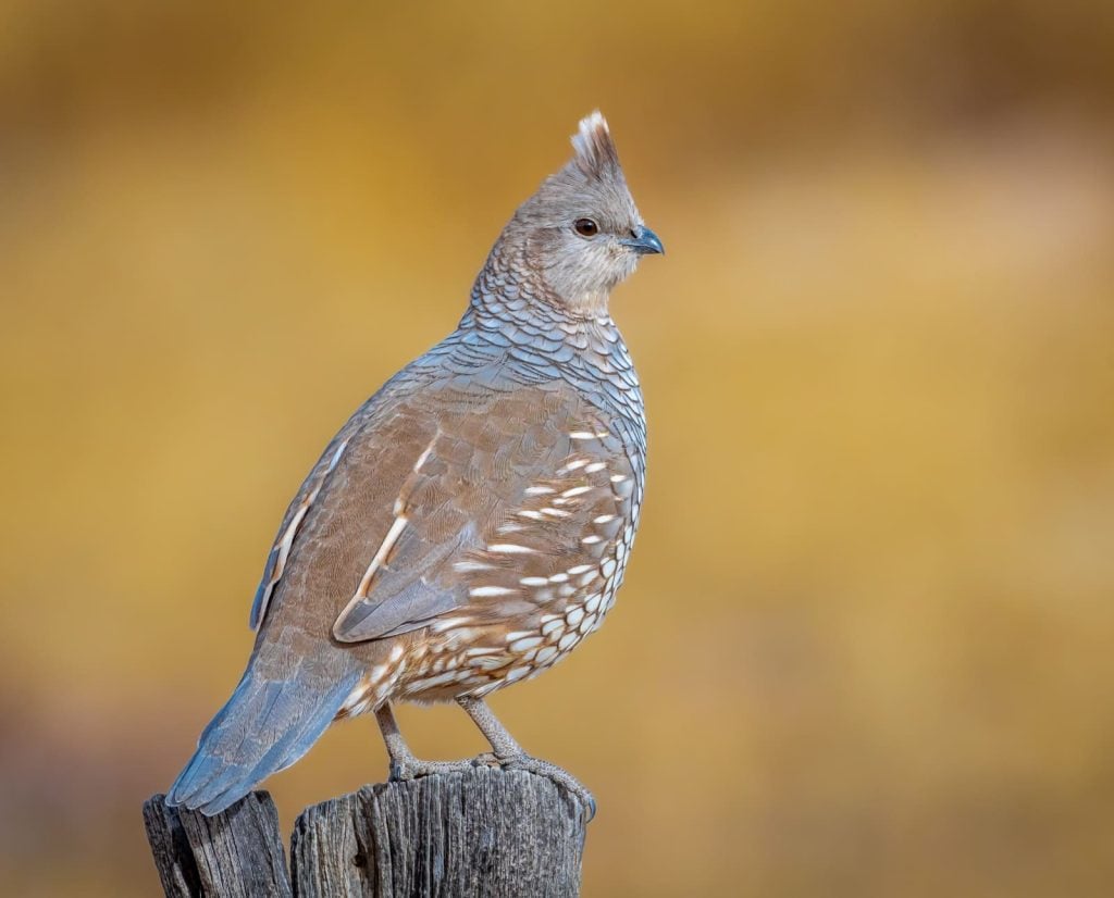 Is It Illegal to Feed Birds in Colorado