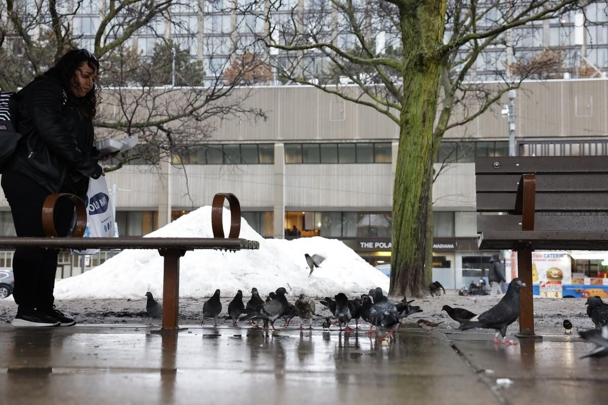 Is It Legal to Feed Birds