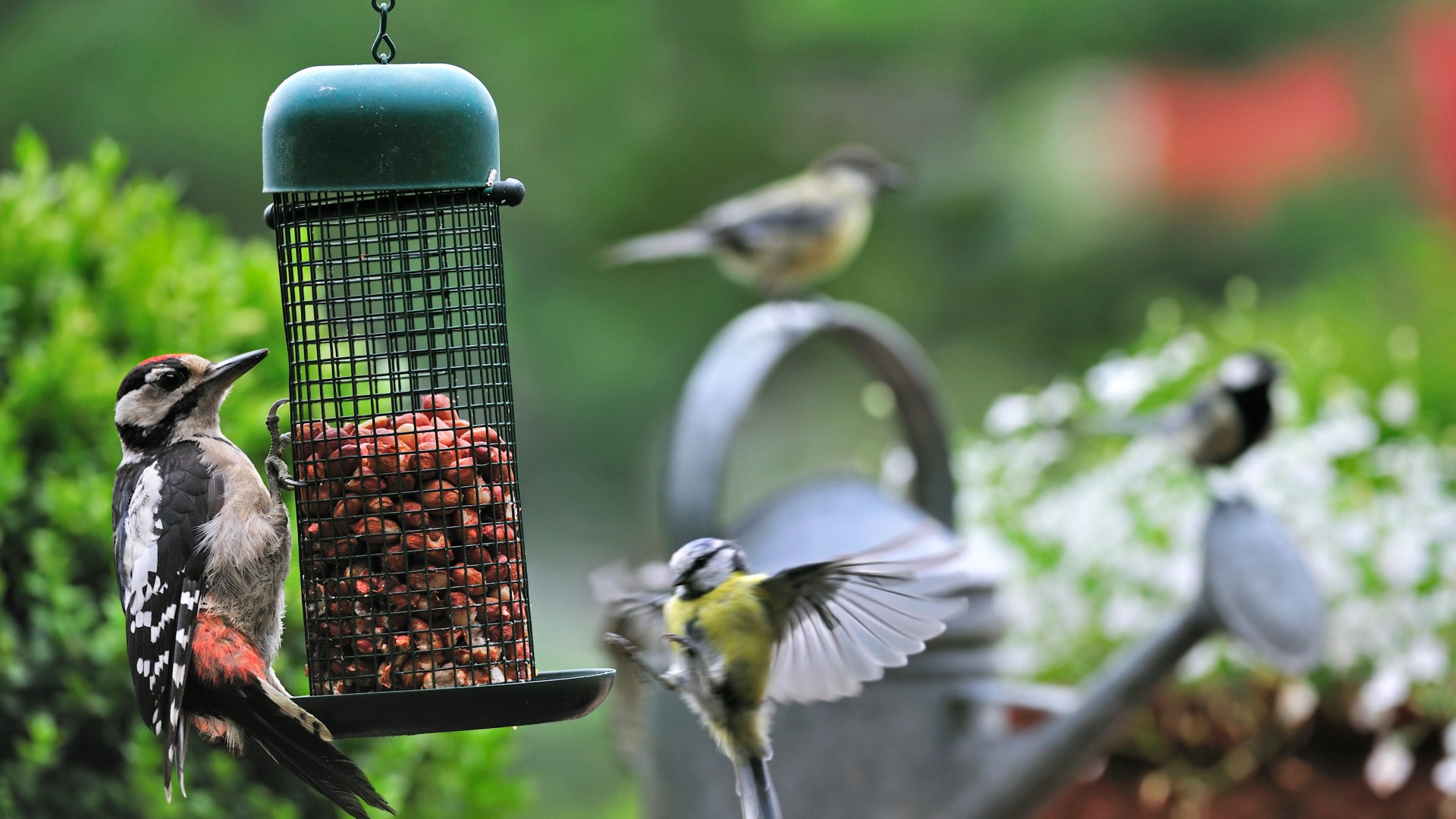 Is It Ok for Bird Feed to Get Wet