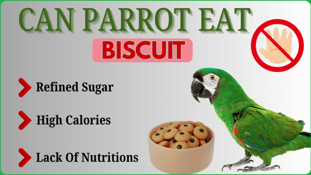 Is It Ok to Feed Birds Crackers