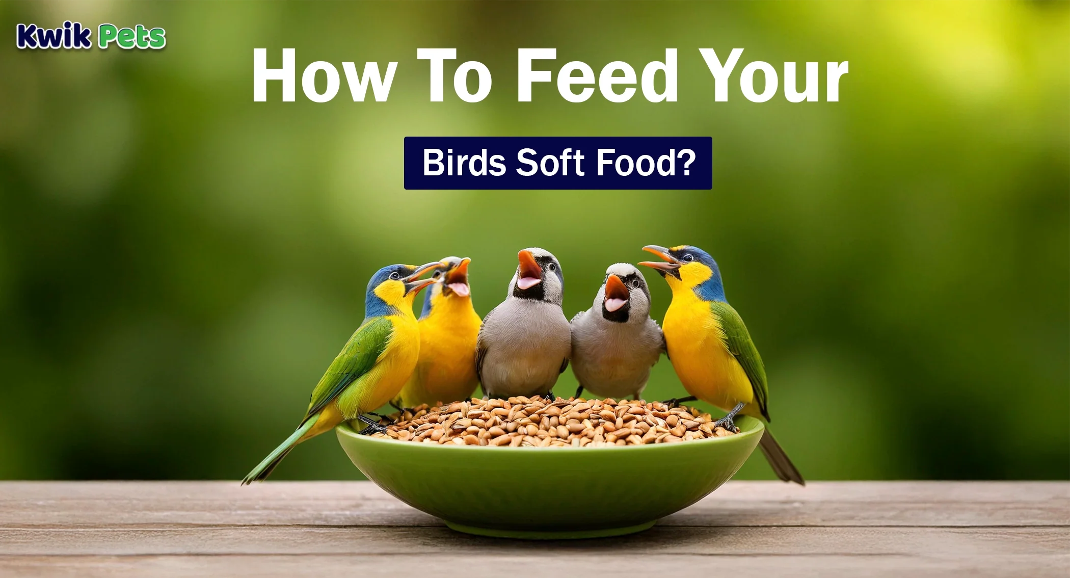 Is It Ok to Feed Birds Dry Cat Food