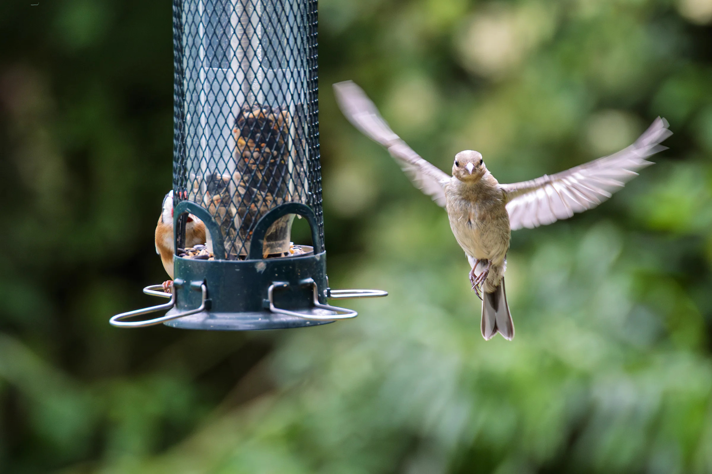 Is It Ok to Feed Birds Raisins