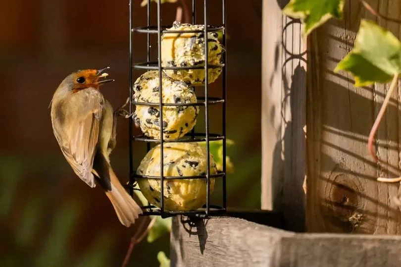 Is It Ok to Feed Bread to Garden Birds
