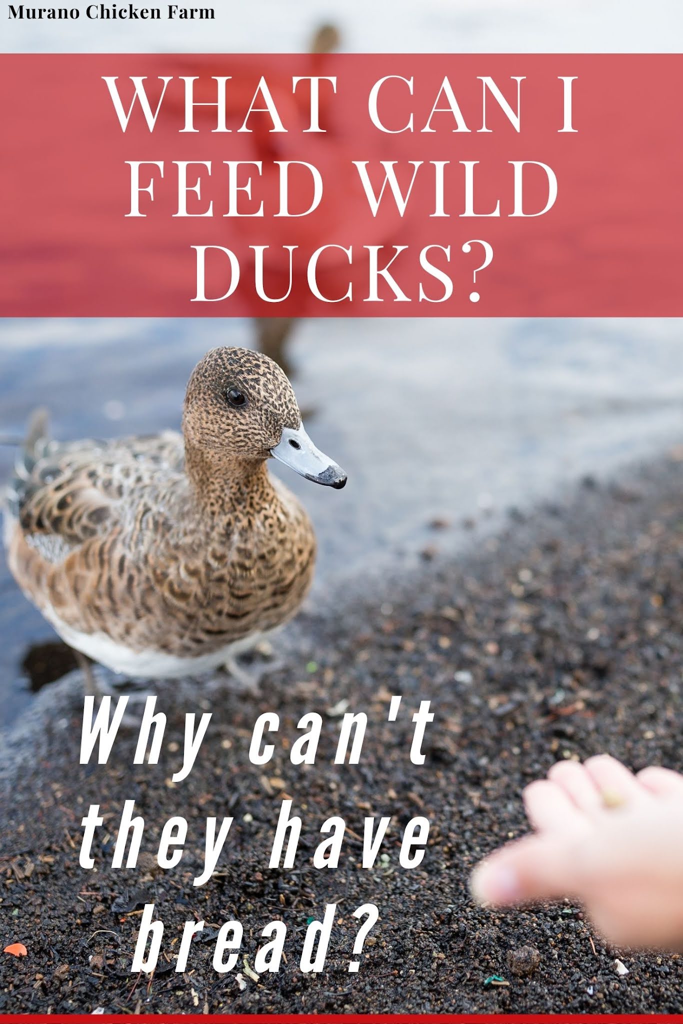 Is It Ok to Feed Bread to Wild Birds