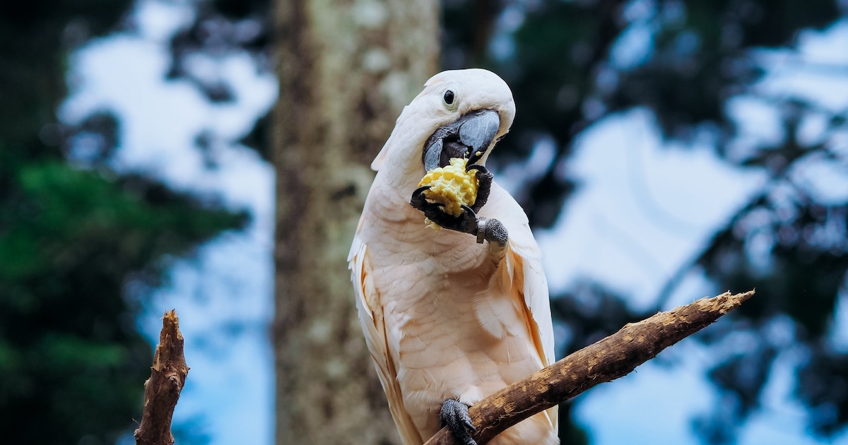 Is It Okay to Feed Cheerios to Birds