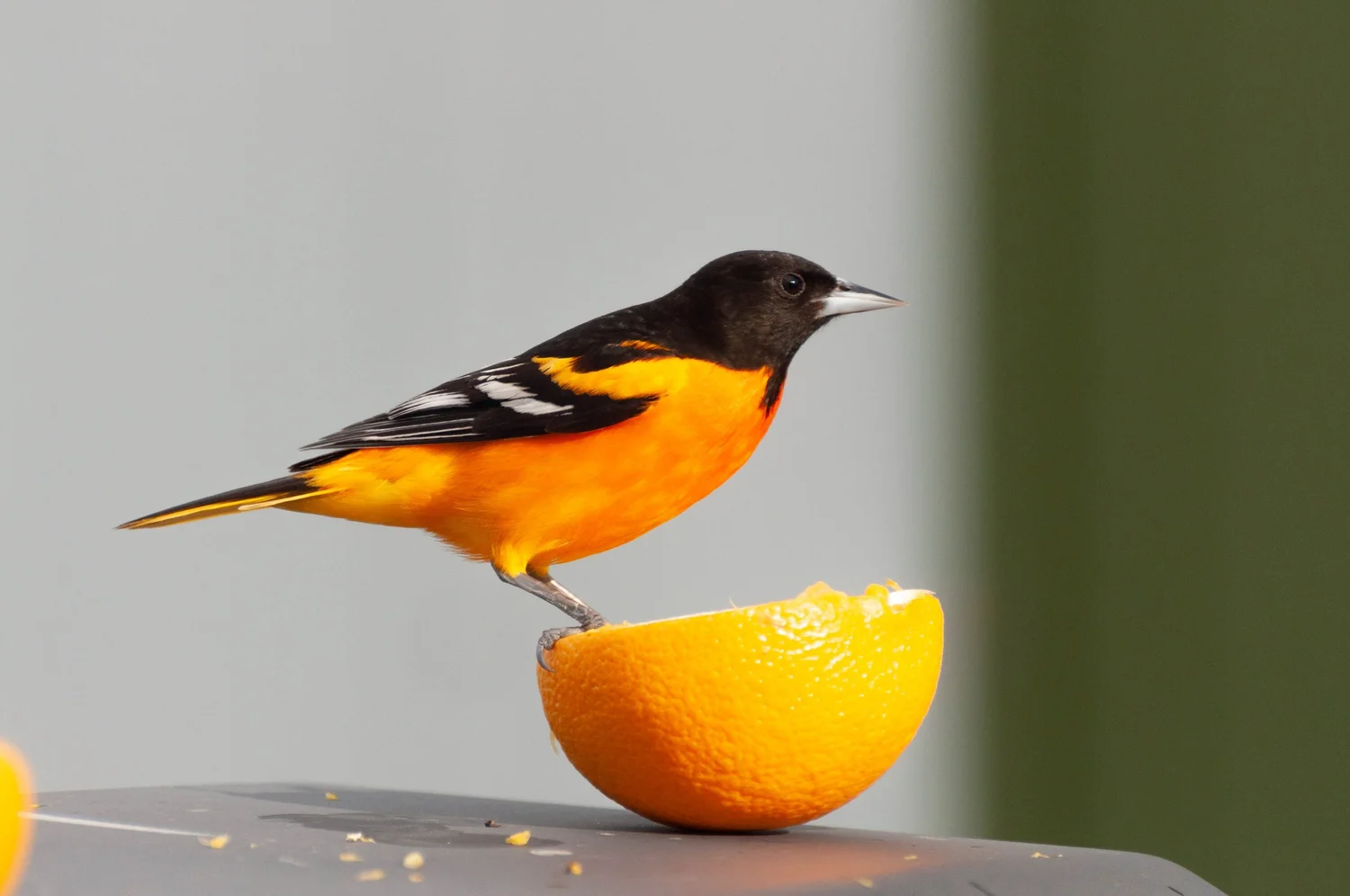 Is It Okay to Feed Grape Jelly to Birds