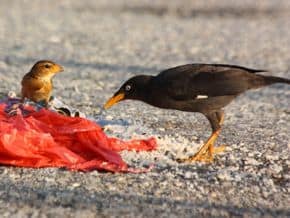 Is It Okay to Feed Rice to Birds