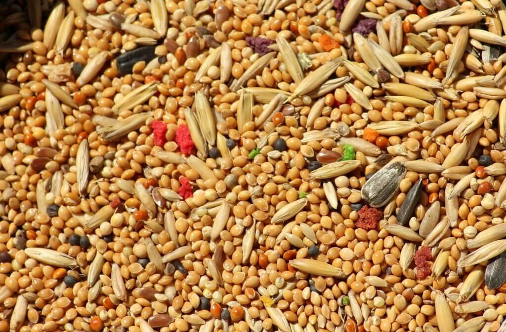 Is It Safe to Feed a Bird'S Packaged Flower Seeds