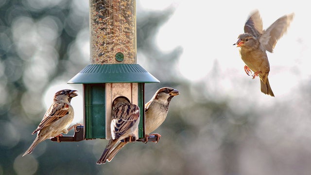 Is It Safe to Feed Birds Again in Massachusetts
