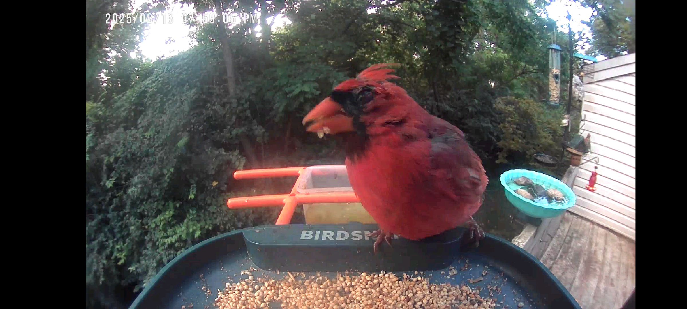 Is It Safe to Feed Birds Again in Ohio