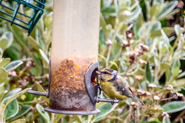 Is It Safe to Feed Birds Hot Dogs