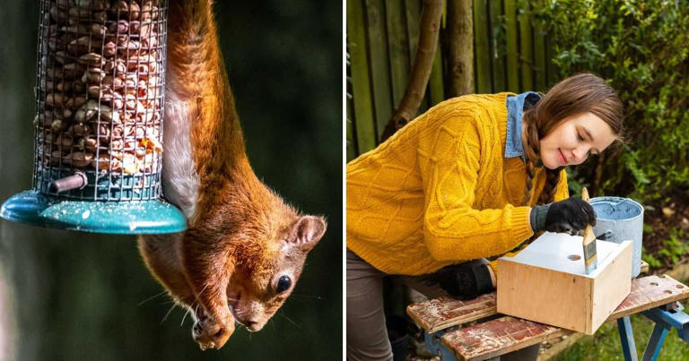 Is It Safe to Paint a Bird Feeder
