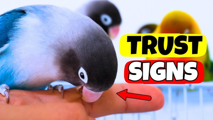 Is My Pet Bird Constipated