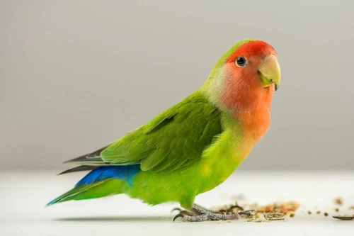Is Termite Killer Spray Harmful to Pet Birds