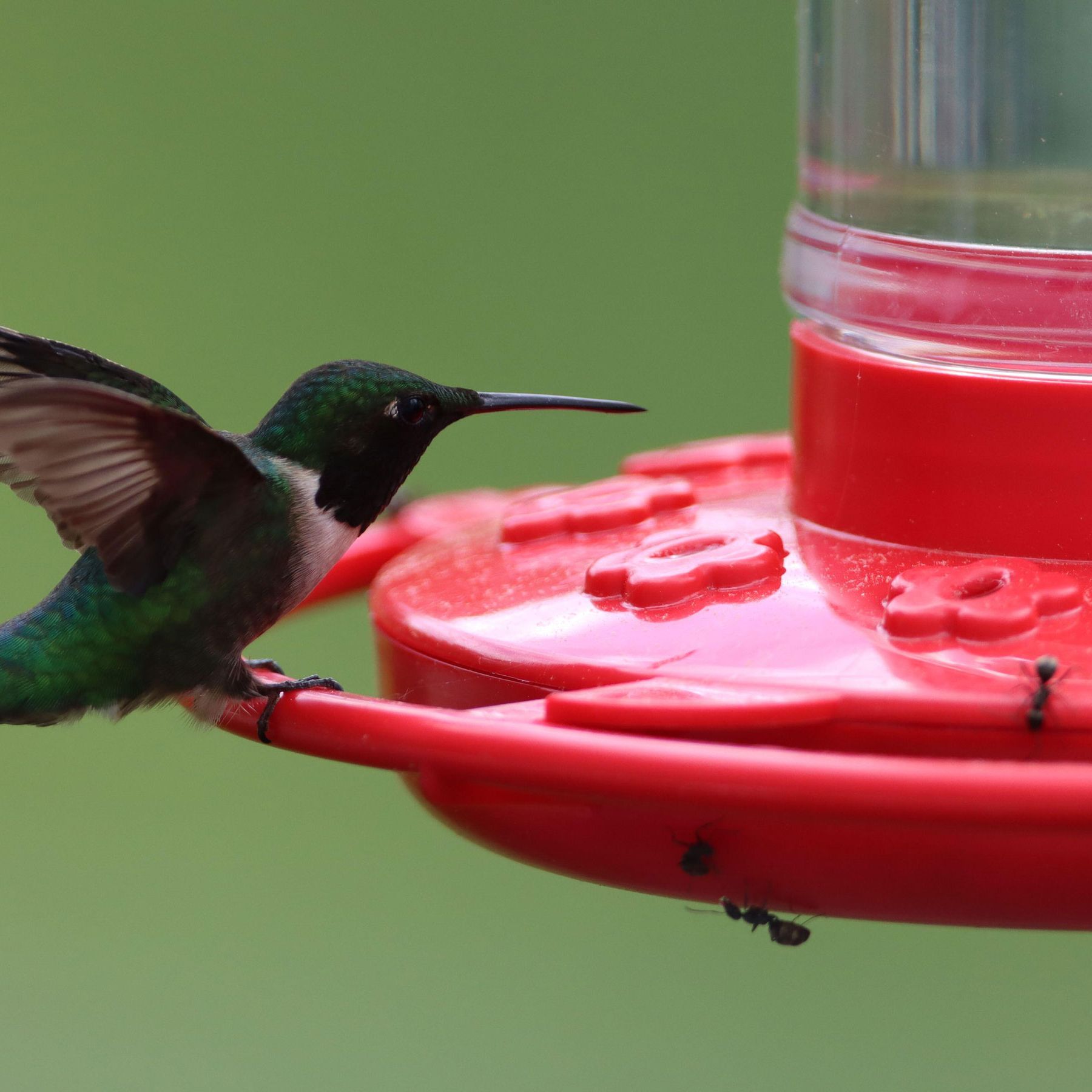 Should a Humming Bird Feeder Be Covered Or Shaded