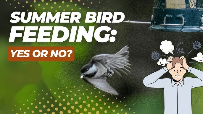 Should We Feed Birds in Summer