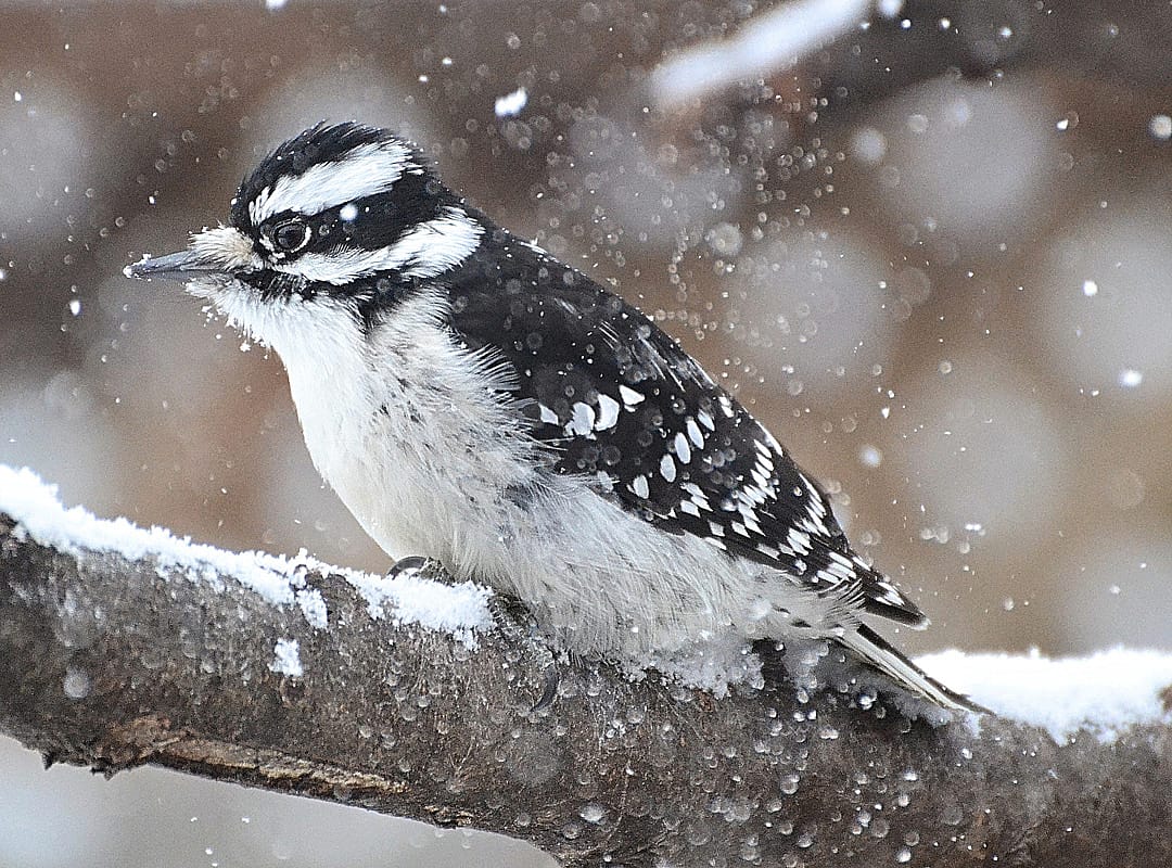 Should We Feed Birds in the Extreme Snowy Weather