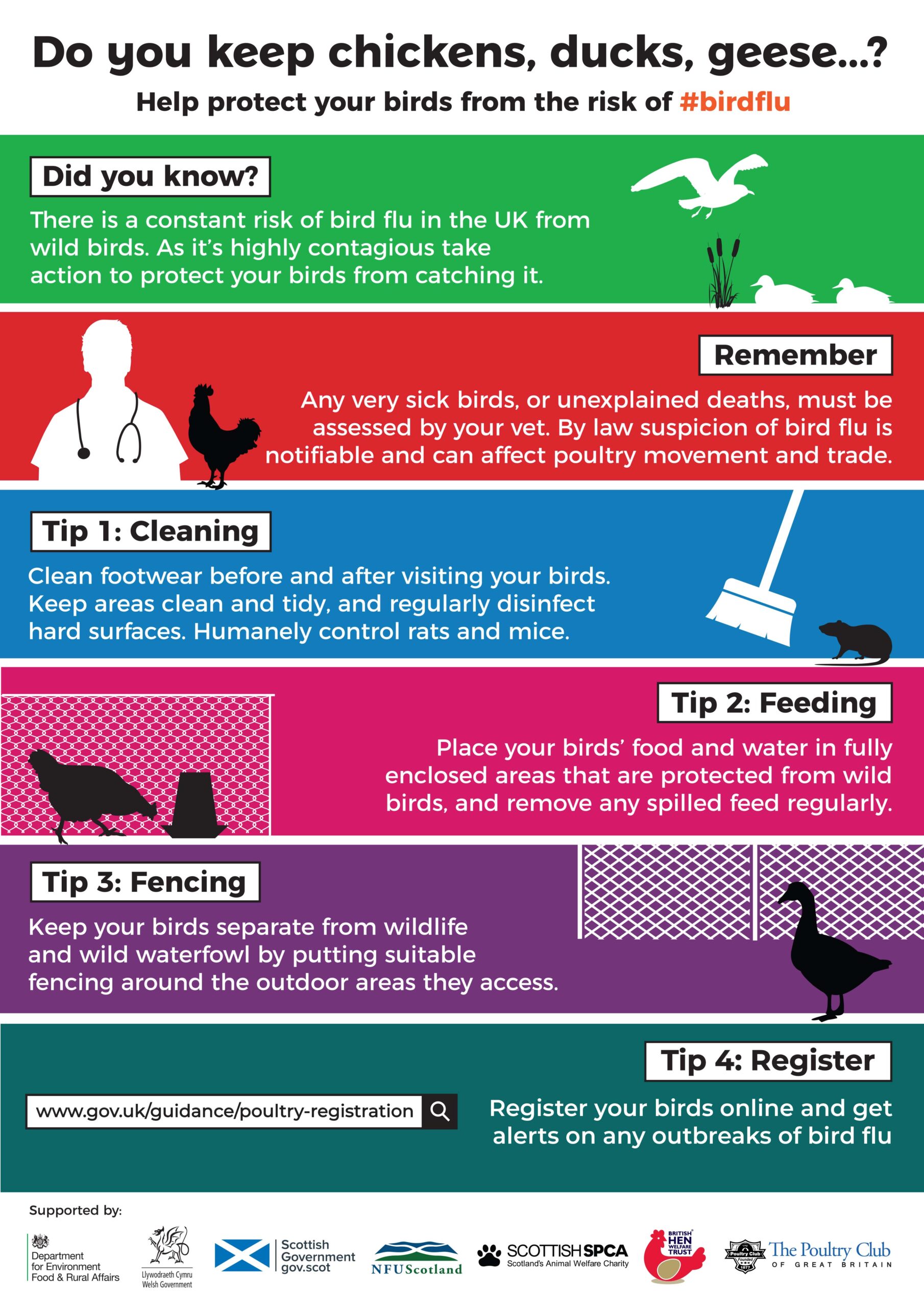 Should You Stop Feeding Birds Because of Bird Flu