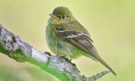 Was Mchael Fraday Joy Bird Watching