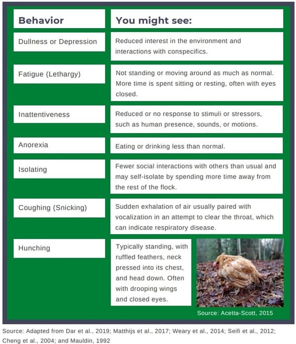 What are the Importance Behavioral Growth in Bird