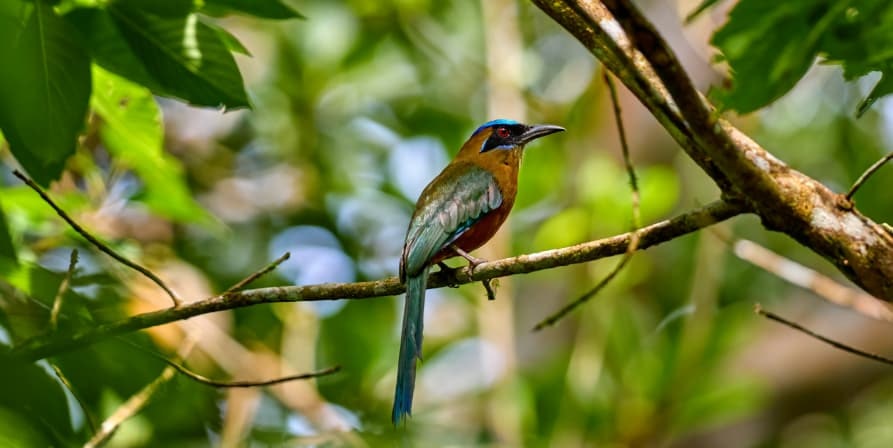 What Bird Behaviors are Influenced by Weather Changes