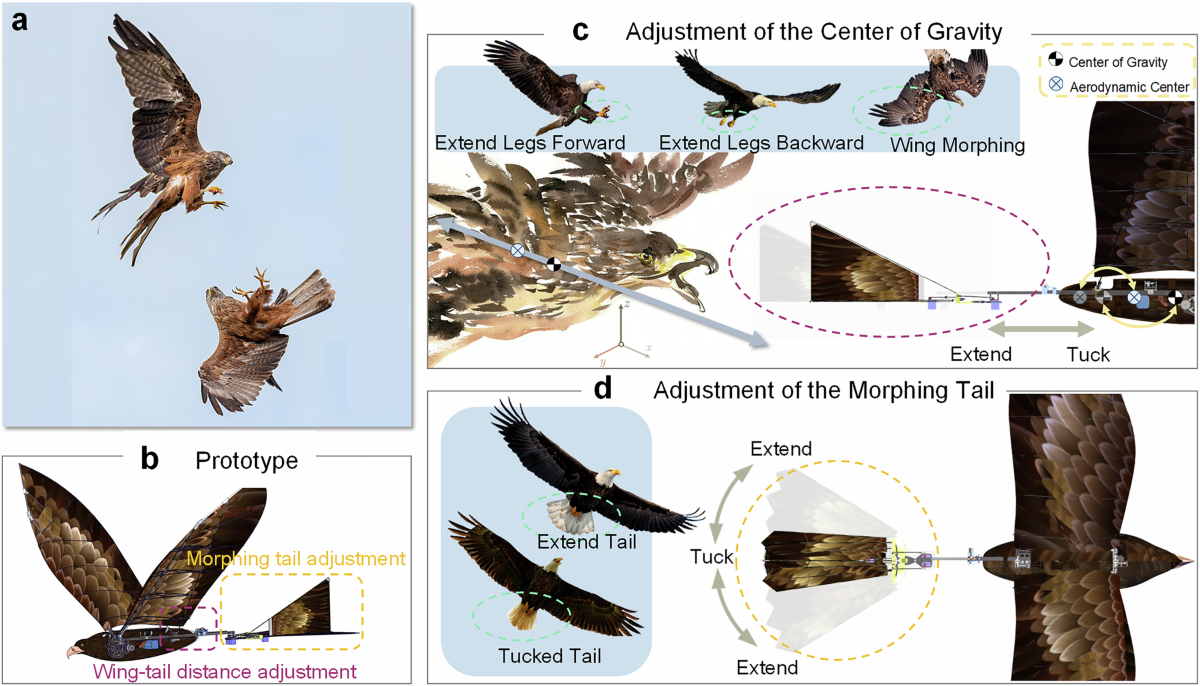 What Bird Behaviors Reduce Drag