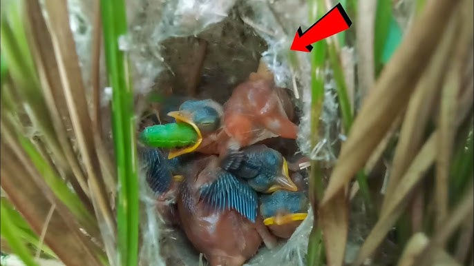 What Bird Feeds Its Young at Night