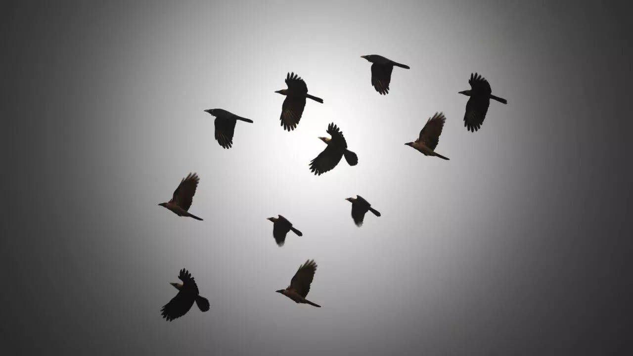 What Bird Flocks Teach Us About Human Behavior