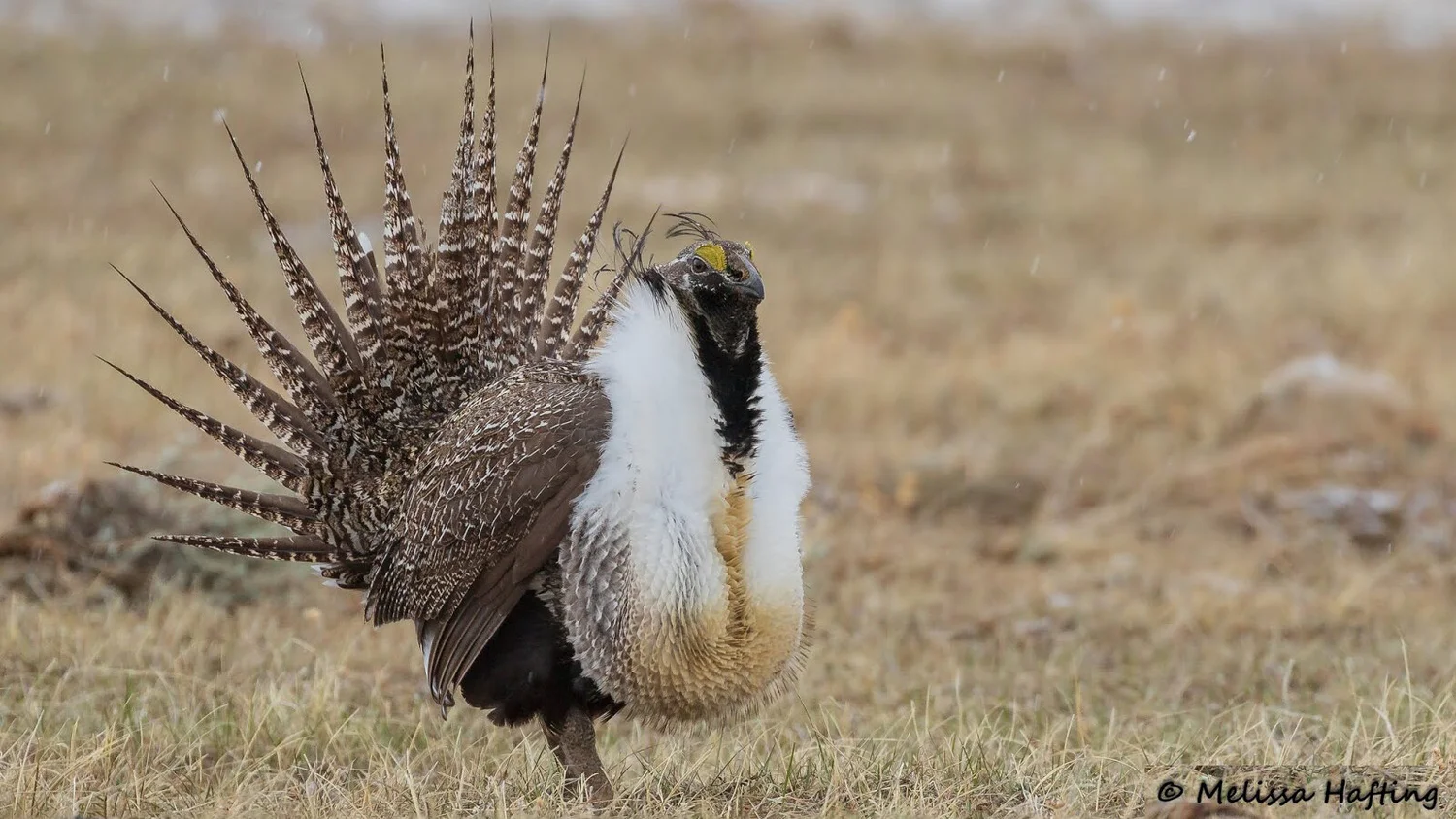 What Bird is Only in the Sagebrush Habitat