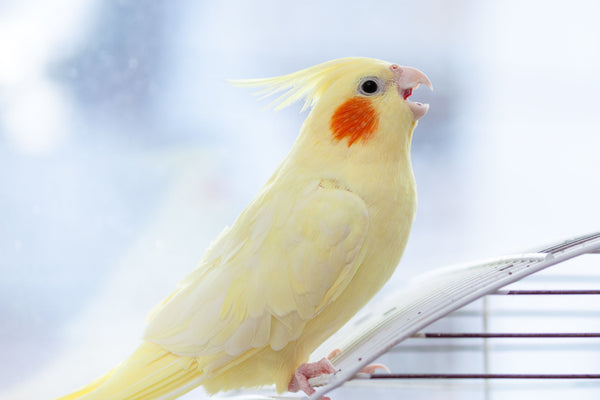 What Bird Pet Should I Get