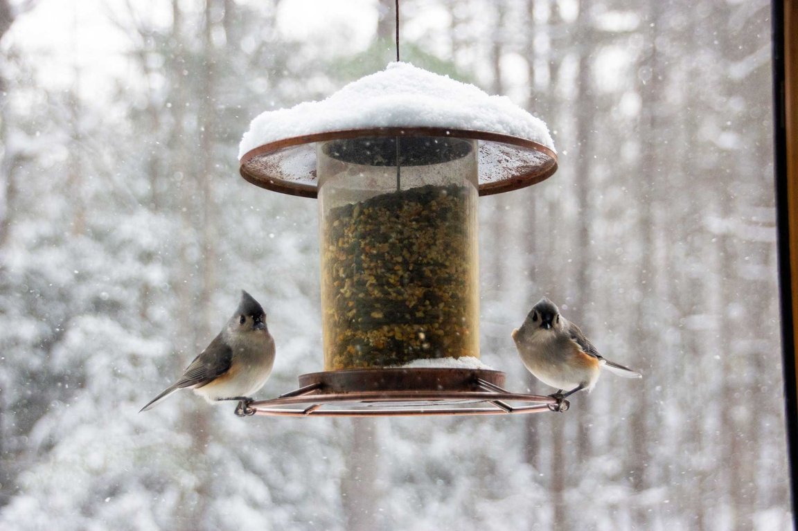 What Bird Seeds to Feed in Winter