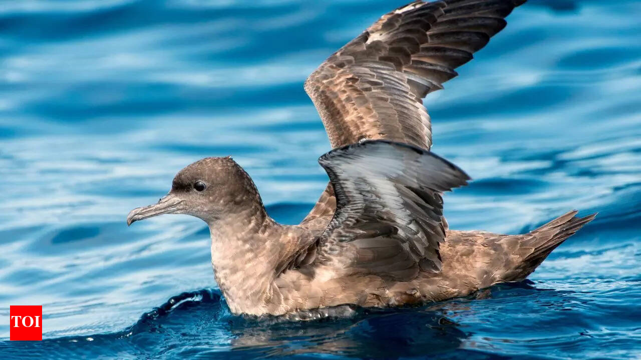 What Birds are Known to Migrate the Farthest